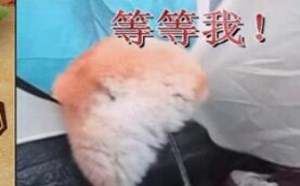 大妈你家熊孩子掉下来了 笑喷啦！Big图槽08